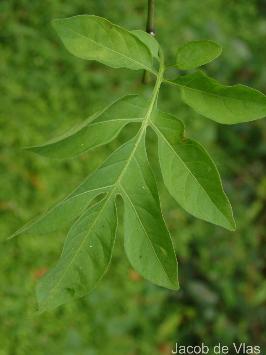 Solanum seaforthianum Andrews